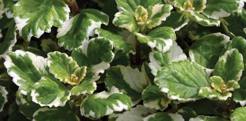 Iceplants are a favorite among cascading gardeners | Vego Garden