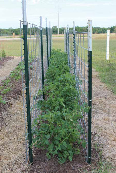 Tomato Trellis | Vego Garden