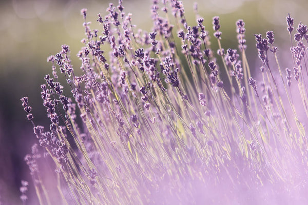 Lavender field | Vego Garden