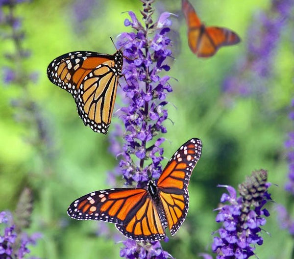 Lavender pollinators | Vego Garden