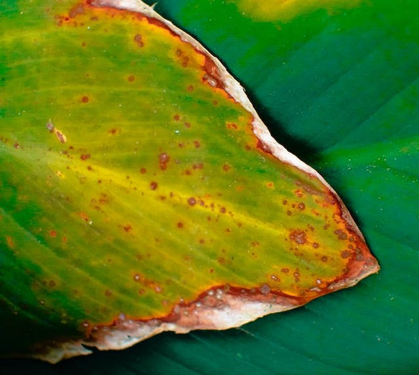 Causes of leaf spots and how to fix them | Vego Garden