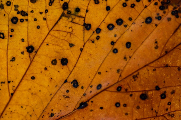 Black leaf spots may be bacterial with black, soaked lesions | Vego Garden