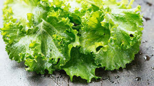 How to Grow and Harvest Lettuce | Vego Garden