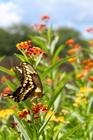 milkweed