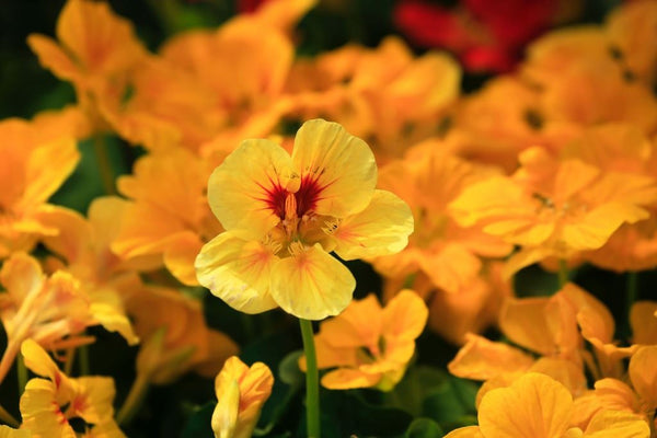 Edible gardening Nasturtium | Vego Garden