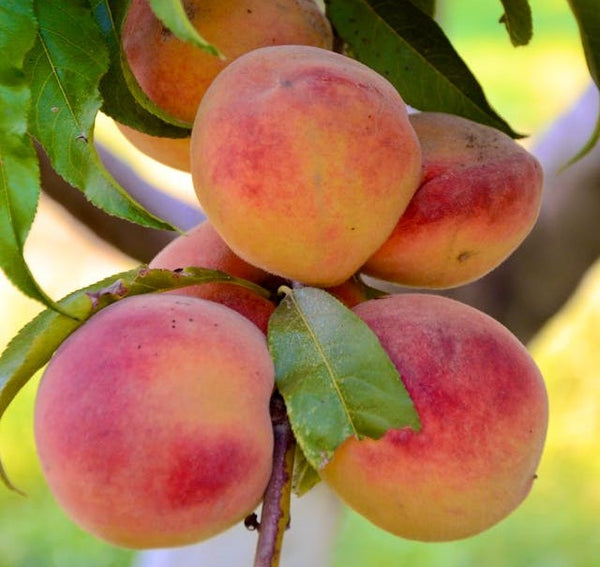 Peaches for chutney | Vego Garden