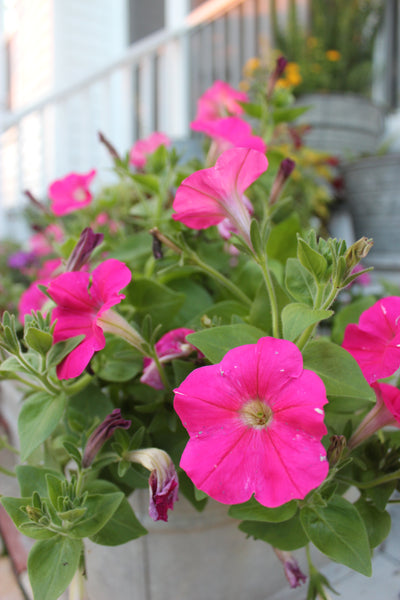 Spring Gardening in the Gulf South: Tips and Tricks for Getting Started | Vego Garden