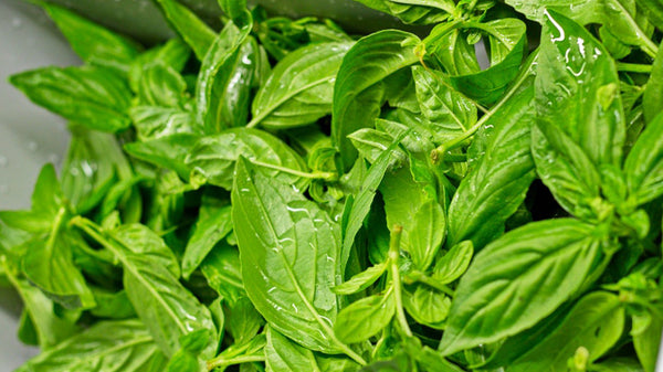 How to Grow Basil | Vego Garden