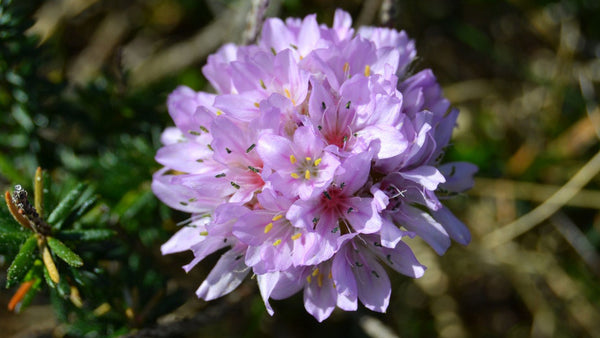 Early Spring Perennial Flowers | Vego Garden