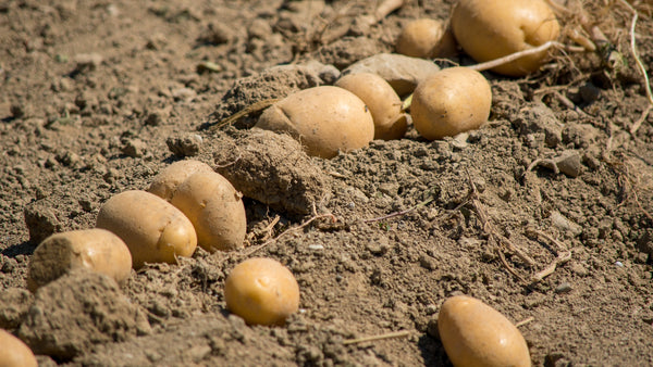 How to Plant Potatoes | Vego Garden