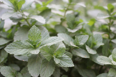 Popular Herbs with Medicinal Properties | Vego Garden