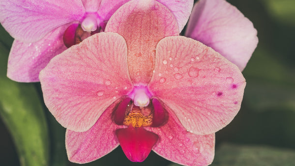 How to Grow Orchids | Vego Garden