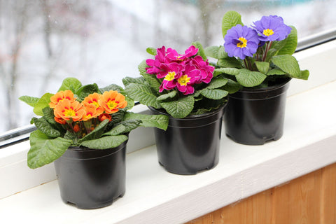 Potted primroses