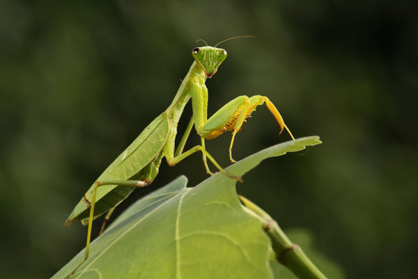 Praying Mantis: A Gardeners Best Friend | Vego Garden
