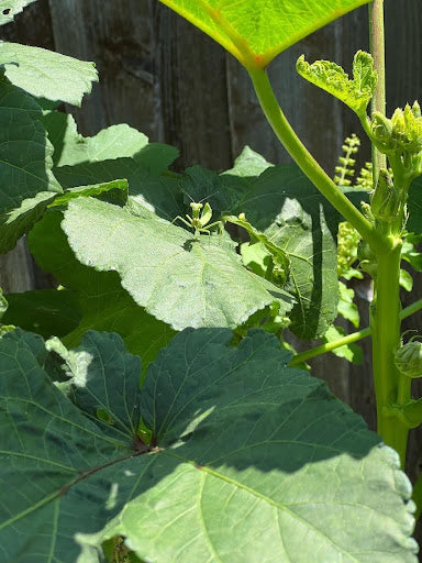 Praying Mantis snacking on okra | Vego Garden