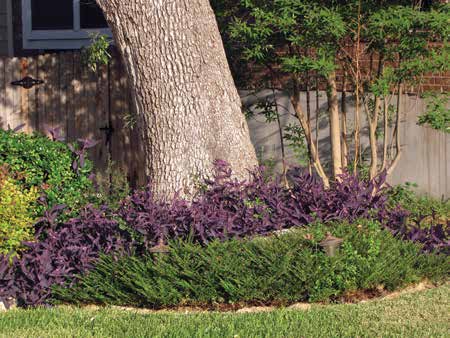 Purple Heart cascading around a tree | Vego Garden