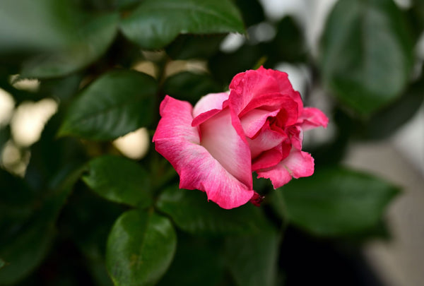 Most gardeners know roses look, smell and even taste good | Vego Garden