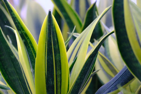 Sansevieria spp