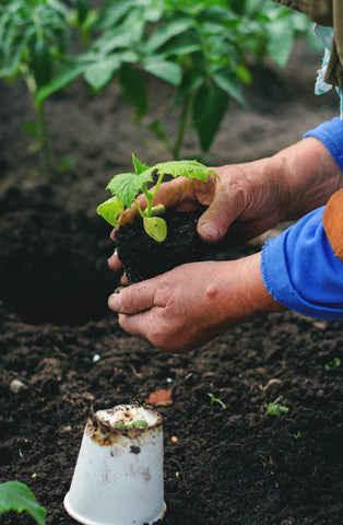 seedling to raised bed