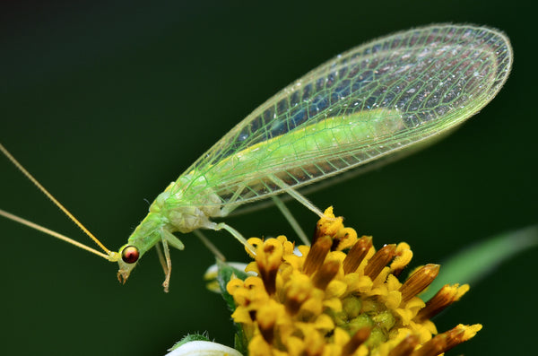 Lacewings are another natural source of pest control in gardening | Vego Garden