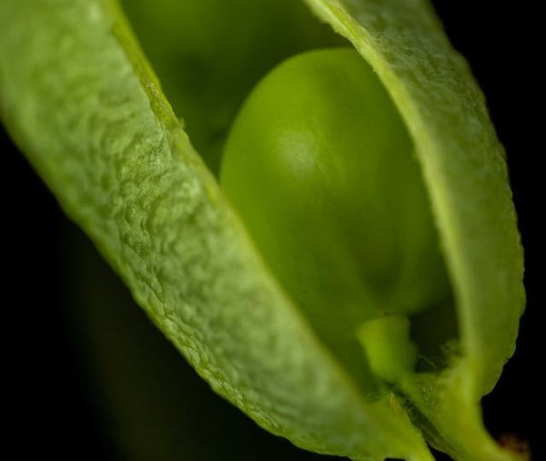 Snap peas | Vego Garden