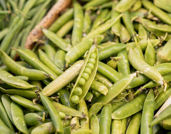 Growing sugar snap peas | Vego Garden