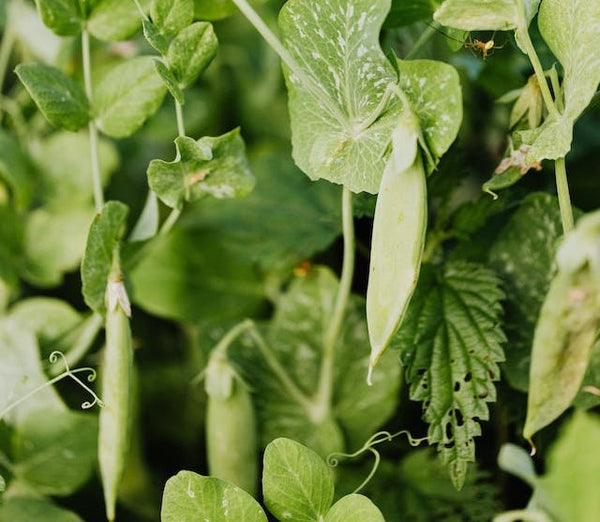 Growing sugar snap peas | Vego Garden