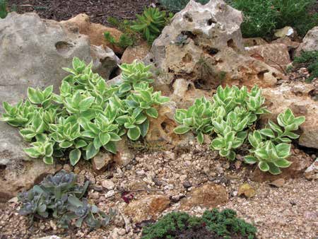 Snowflake Sage looks especially nice cascading over a wall on rocks | Vego Garden