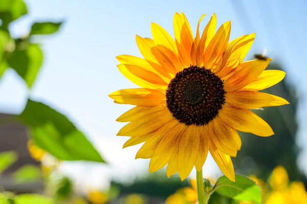 The benefits of companion planting includes sunflowers | Vego Garden
