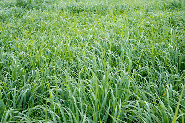 Switchgrasses can be in a gardener's canopy layer | Vego Garden