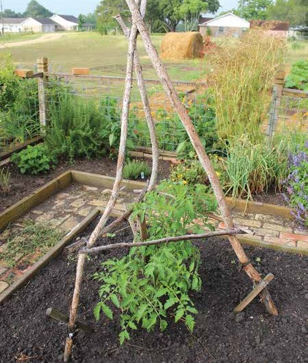 Trellised Tomatoes: Up, Up and Away! – Vego Garden
