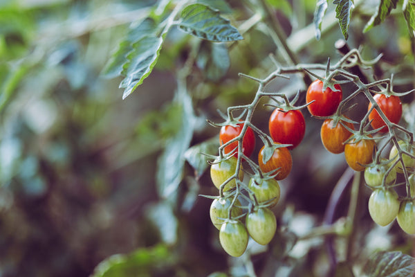 Edible Landscapes simply must include colorful tomatoes | Vego Garden