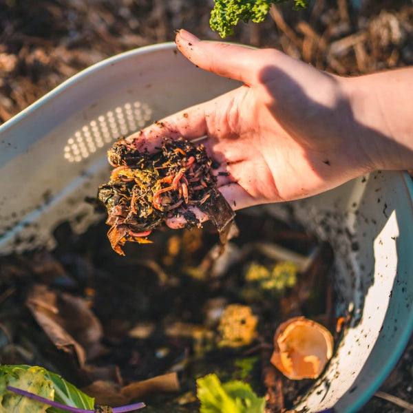 Urabn gardeners can utilize vermicomposting for healthy harvests | Vego Garden