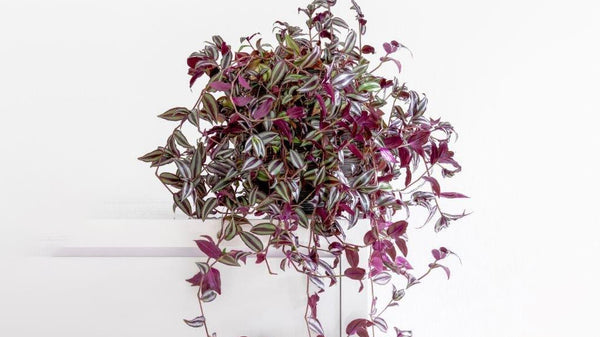 Wandering Jew Plant Care | Vego Garden