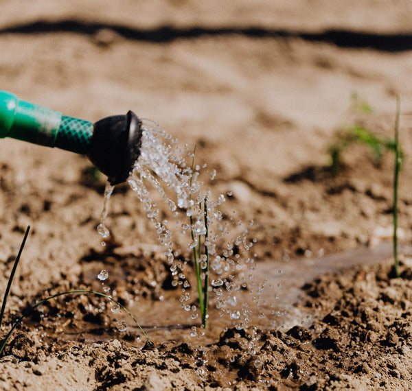 Watering based on weather is crucial for gardeners in all zones |Vego Garden