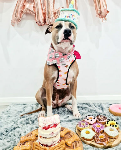 American Staffy Sitting Pretty with Her Birthday Cake and Treats