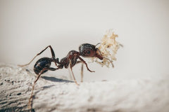 dunkle Ameise auf hellem Grund mit Nahrung