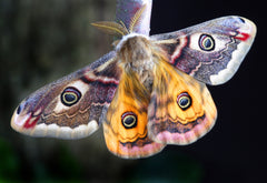 Motte mit gemusterten Flügeln auf dunklem Hintergrund