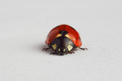 Roter Marienkäfer mit schwarzen Punkten von vorne auf weißem Boden