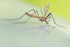 Dünne Stechmücke mit angewinkelten Beinen auf einem grünen Blatt