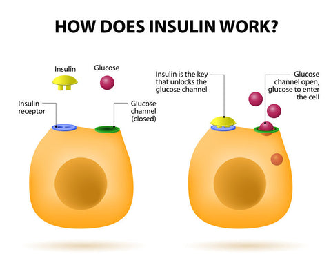 How does insulin works
