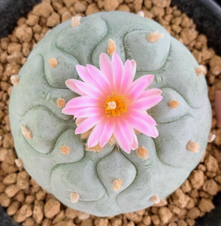Peyote cactus with pink flower in the middle