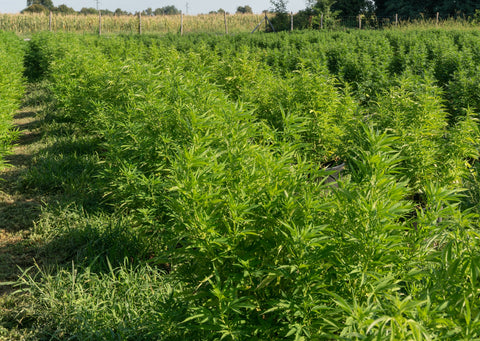 hemp field