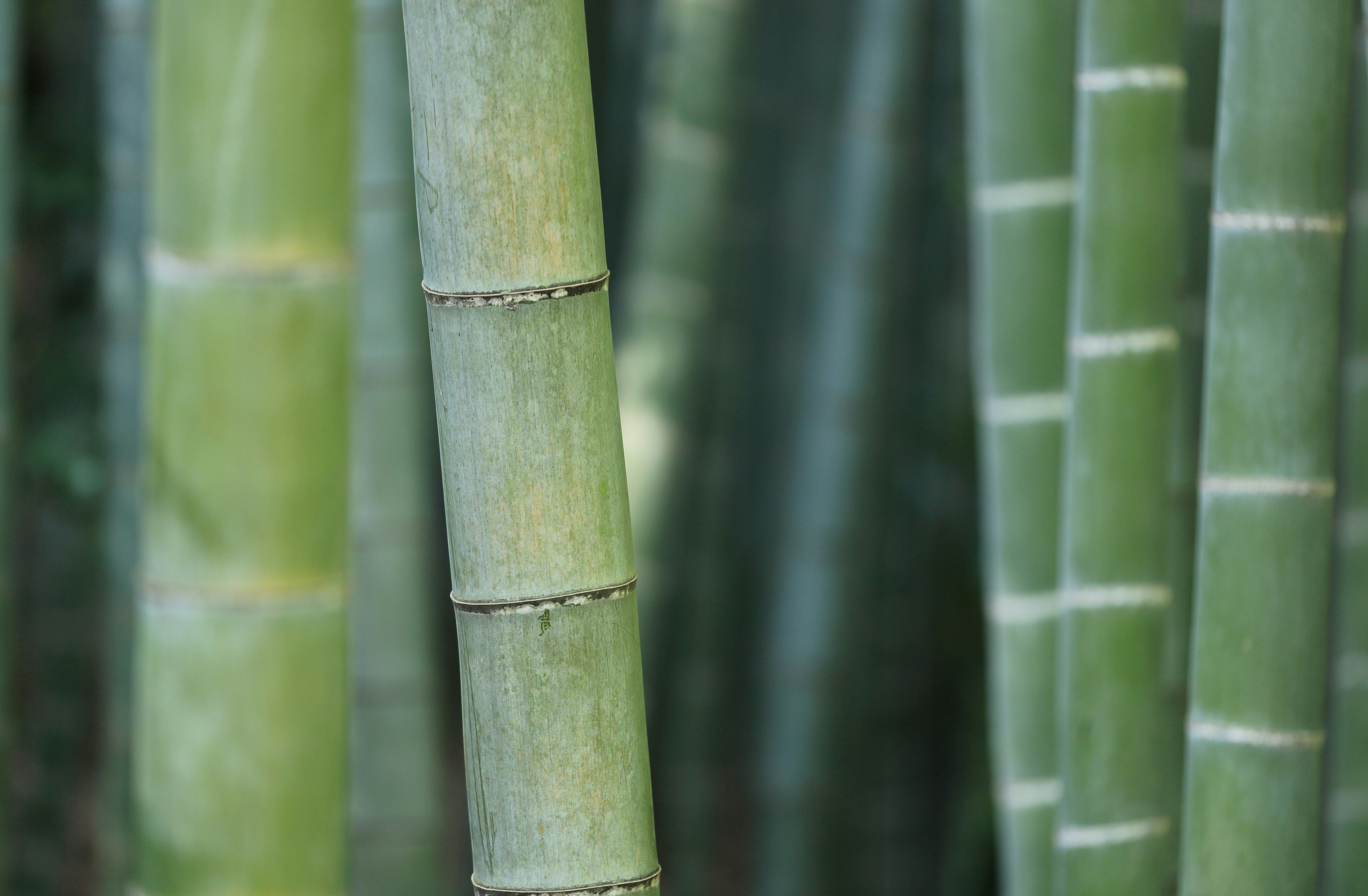 Close up of bamboo shoots