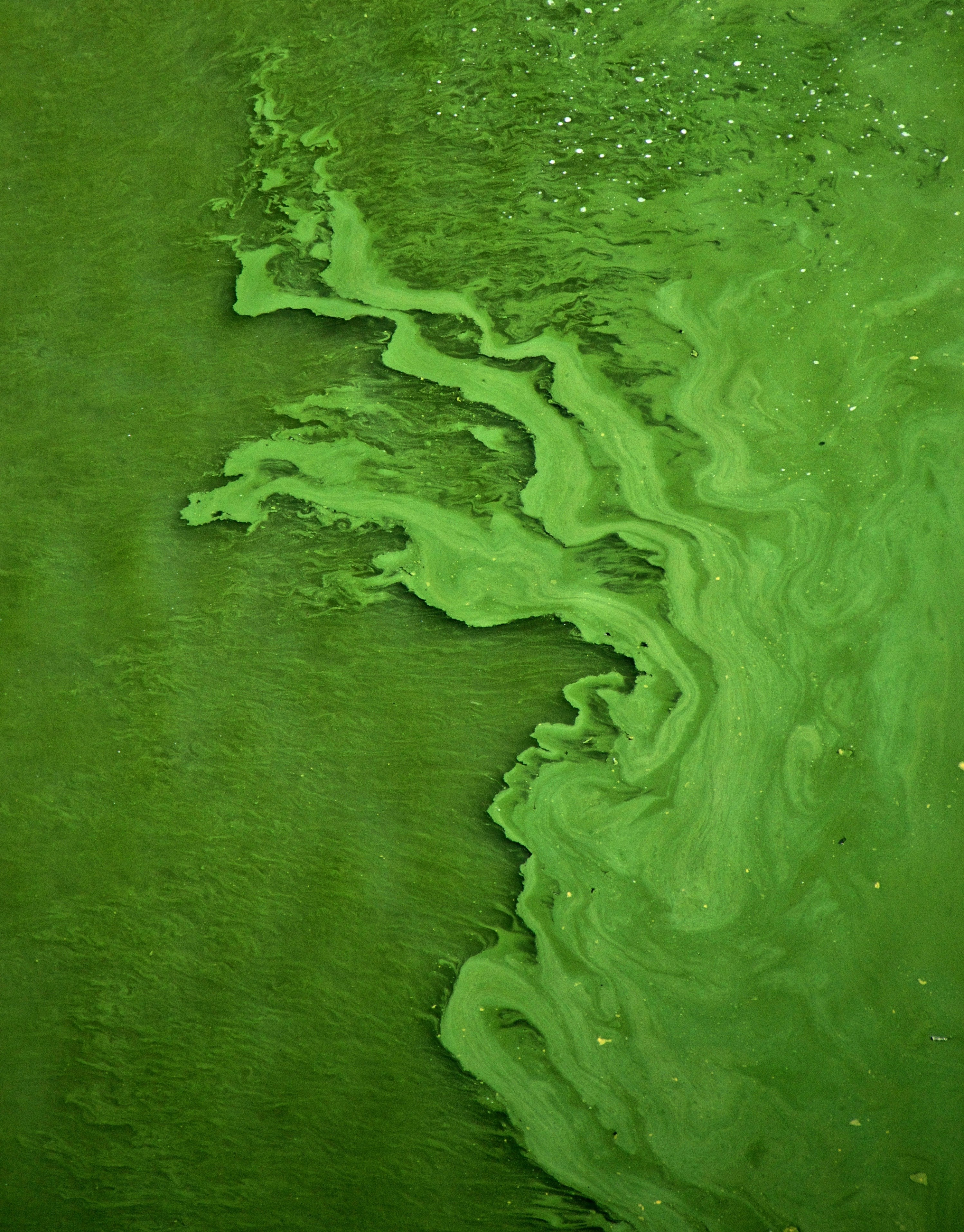 Green swirling algae