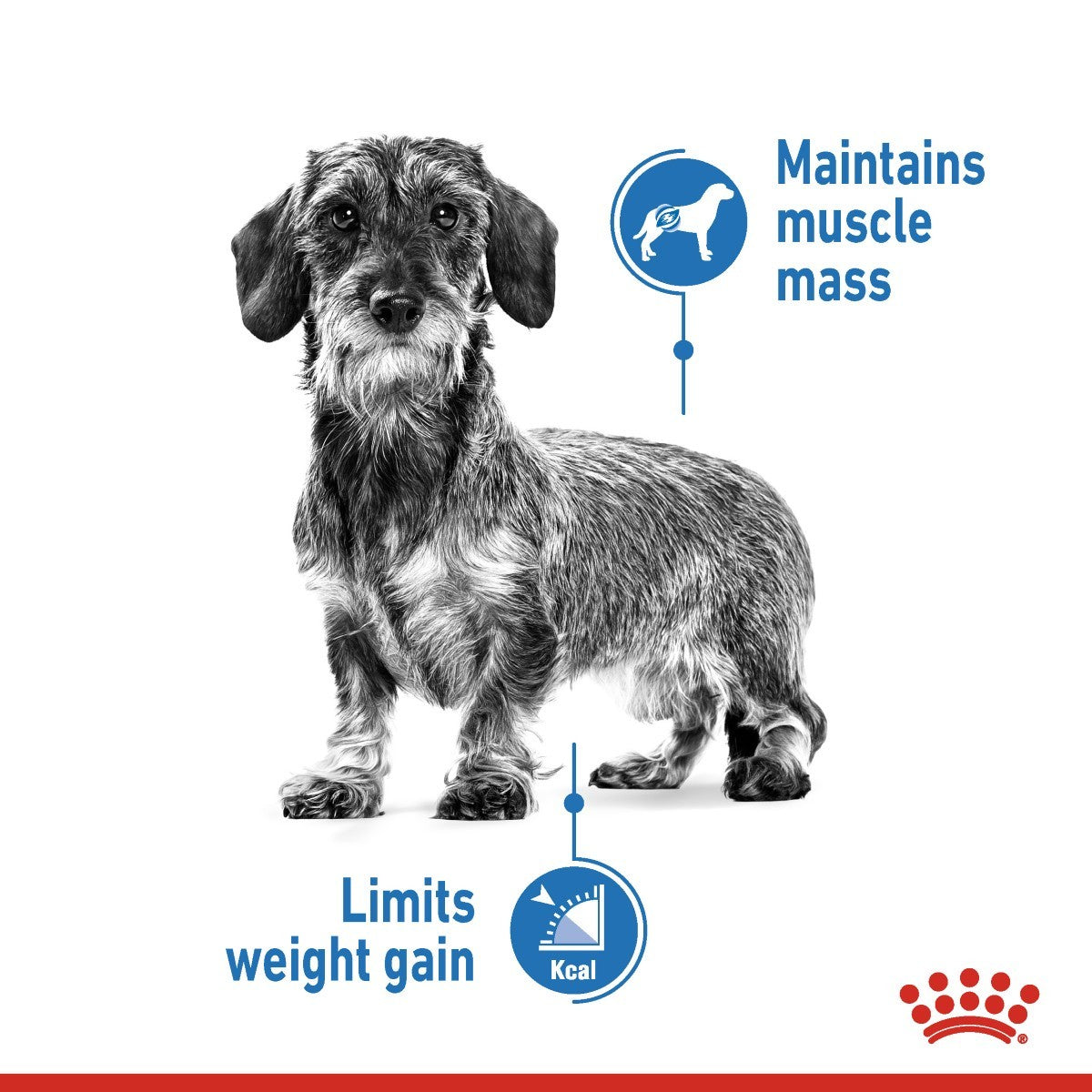 royal canin mini light weight care 2kg