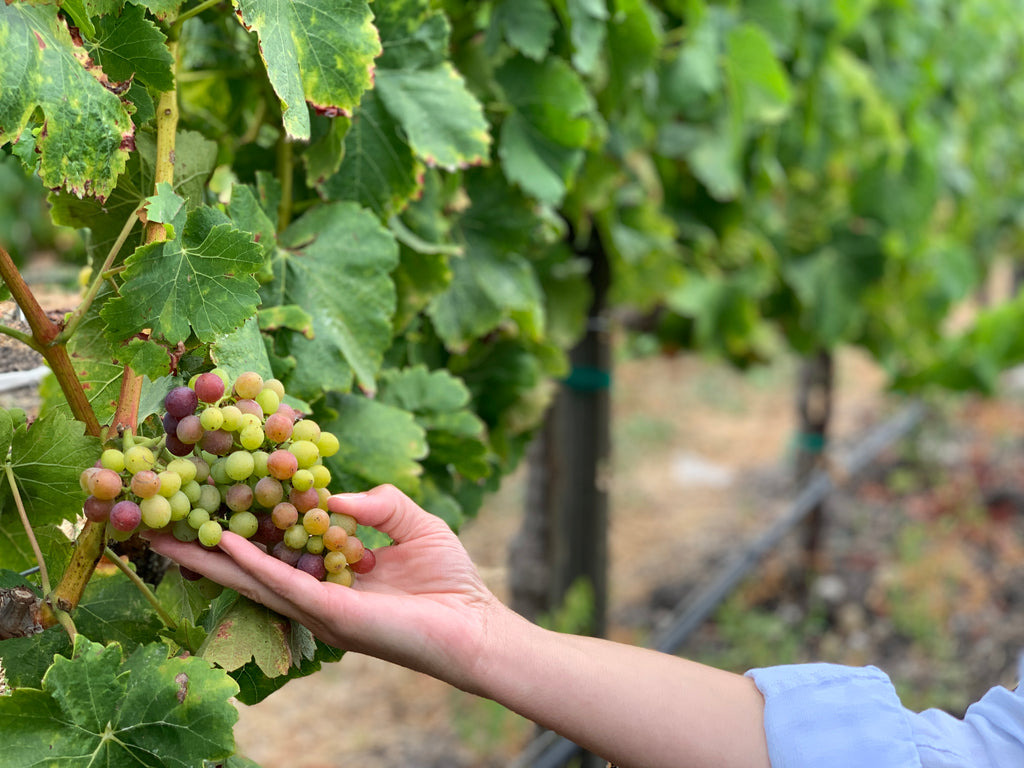 Onset of ripening of Grenache grapes in Morro View Vineyard in San Luis Obispo, CA.