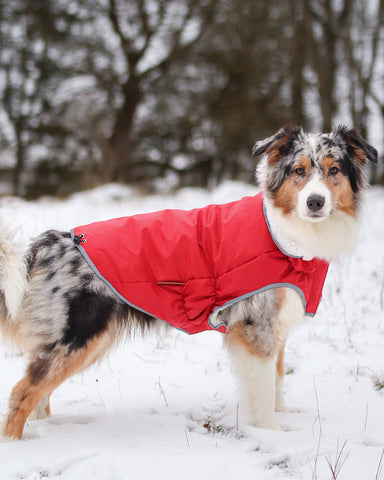 Matschwetter: Wie halte ich meinen Hund sauber? – Wahre Tierliebe