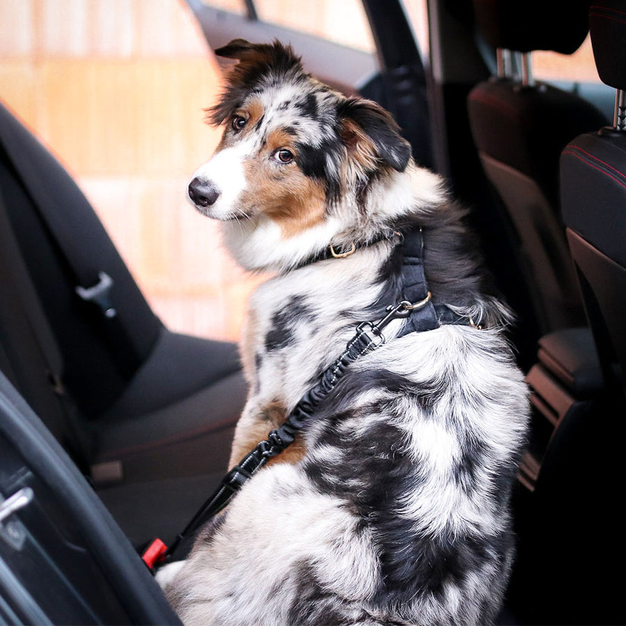 Orthopädischer Hunde Autositz inkl. Gurt – Wahre Tierliebe