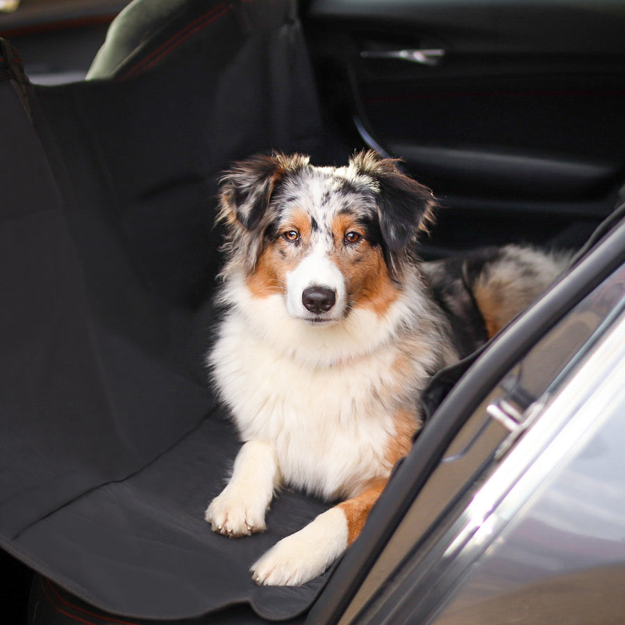 Hunde Sicherheitsgurt im Auto – Wahre Tierliebe